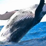 artykuł publicystyka tajemnica pewnego wieloryba