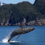 btc wieloryby kryptowaluty whale alert rynek spekulacja bitcoin